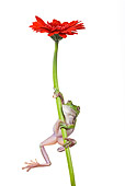 FRG 01 KH0020 01
Green Tree Frog Hanging On Flower Stem On White Seamless