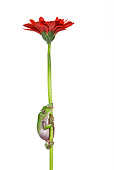 FRG 01 KH0021 01
Green Tree Frog Climbing On Flower Stem On White Seamless