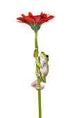 FRG 01 KH0022 01
Green Tree Frog Climbing On Flower Stem On White Seamless