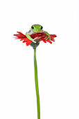 FRG 01 KH0023 01
Green Tree Frog Sitting On Red Gerbera Flower On White Seamless