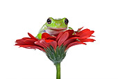 FRG 01 KH0024 01
Close-Up Of Green Tree Frog Sitting On Red Gerbera Flower On White Seamless