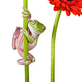 FRG 01 KH0025 01
Close-Up Of Green Tree Frog Climbing On Flower Stem On White Seamless