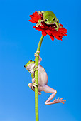 FRG 01 KH0026 01
Green Tree Frogs Climbing On Flower Stem