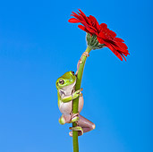 FRG 01 KH0027 01
Green Tree Frog Climbing On Flower Stem