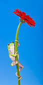 FRG 01 KH0028 01
Green Tree Frog Climbing On Flower Stem