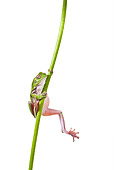 FRG 01 KH0029 01
Green Tree Frog Climbing On Flower Stem On White Seamless
