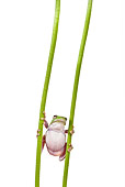 FRG 01 KH0030 01
Green Tree Frog Climbing Between Two Flower Stems On White Seamless