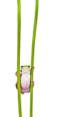 FRG 01 KH0031 01
Green Tree Frog Climbing Between Two Flower Stems On White Seamless