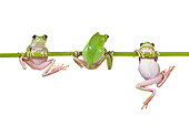 FRG 01 KH0032 01
Green Tree Frogs Hanging On Flower Stem On White Seamless