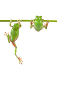 FRG 01 KH0033 01
Green Tree Frogs Hanging On Flower Stem On White Seamless