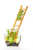 FRG 01 KH0034 01
Green Tree Frog Climbing On Ladder In Fish Bowl On White Seamless