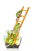 FRG 01 KH0035 01
Green Tree Frogs Climbing On Ladder In Fish Bowl On White Seamless