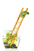 FRG 01 KH0036 01
Green Tree Frog Climbing On Ladder In Fish Bowl On White Seamless