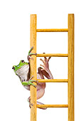 FRG 01 KH0037 01
Green Tree Frog Climbing On Ladder On White Seamless