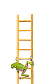 FRG 01 KH0038 01
Green Tree Frog Climbing On Ladder On White Seamless