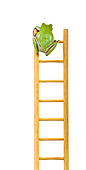 FRG 01 KH0039 01
Green Tree Frog Climbing On Ladder On White Seamless