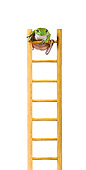 FRG 01 KH0040 01
Green Tree Frog Climbing On Ladder On White Seamless