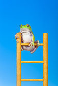 FRG 01 KH0041 01
Green Tree Frog Climbing On Ladder