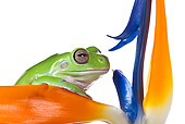 FRG 01 KH0042 01
Close-Up Of Green Tree Frog Sitting On Flower On White Seamless