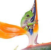 FRG 01 KH0043 01
Green Tree Frog Sitting On Flower On White Seamless