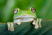 FRG 01 KH0044 01
Head Shot Of Green Tree Frog Hiding Behind Leaf
