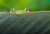 FRG 01 KH0045 01
Head Shot Of Green Tree Frog Hiding Behind Leaf