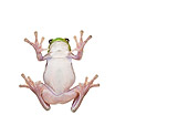 FRG 01 KH0046 01
Green Tree Frog Sitting On Glass On White Seamless