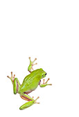 FRG 01 KH0047 01
Green Tree Frog Sitting On White Seamless Overhead