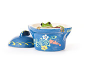 FRG 01 KH0048 01
Green Tree Frog Sitting Inside Blue Floral Pot On White Seamless