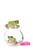 FRG 01 KH0050 01
Green Tree Frogs Sitting Inside Glass Bowl On White Seamless