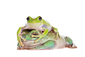 FRG 01 KH0051 01
Two Green Tree Frogs Laying On One Another On White Seamless
