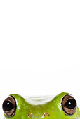 FRG 01 KH0052 01
Close-Up Of Green Tree Frog Eyes On White Seamless