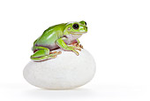 FRG 01 KH0053 01
Green Tree Frog Eyes Sitting On Egg Shaped Stone On White Seamless