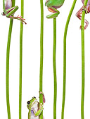 FRG 01 KH0054 01
Green Tree Frogs Climbing On Flower Stems On White Seamless