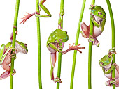 FRG 01 KH0055 01
Green Tree Frogs Climbing On Flower Stems On White Seamless
