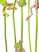 FRG 01 KH0056 01
Green Tree Frogs Climbing On Flower Stems On White Seamless