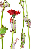 FRG 01 KH0057 01
Green Tree Frogs Climbing On Flower Stems On White Seamless