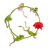 FRG 01 KH0058 01
Green Tree Frogs Hanging On Flower Stem In Circle On White Seamless
