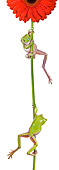 FRG 01 KH0059 01
Green Tree Frogs Hanging On Flower Stem On White Seamless