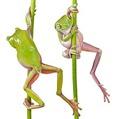 FRG 01 KH0060 01
Green Tree Frogs Hanging On Flower Stems On White Seamless