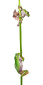FRG 01 KH0061 01
Green Tree Frogs Hanging On Flower Stem On White Seamless