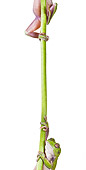 FRG 01 KH0062 01
Green Tree Frogs Climbing On Flower Stem On White Seamless