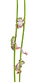 FRG 01 KH0063 01
Green Tree Frogs Climbing On Flower Stems On White Seamless