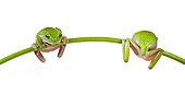 FRG 01 KH0066 01
Green Tree Frogs Hanging On Flower Stem On White Seamless