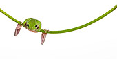 FRG 01 KH0067 01
Green Tree Frog Hanging On Flower Stem On White Seamless