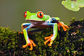 FRG 01 MC0001 01
Red-Eyed Leaf Frog Sitting On Moss Costa Rica