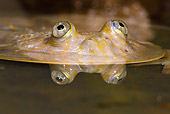 FRG 01 MC0002 01
Budgett's Frog Peeking Out Above Surface Of Pond