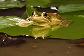 FRG 01 MC0003 01
Golden Bell Frog Sitting On Lily Pad In Pond