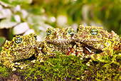 FRG 01 MC0004 01
Three Vietnamese Mossy Frogs Sitting On Moss