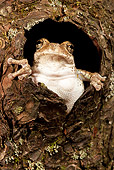 FRG 01 MC0005 01
Gray Treefrog Looking Out Of Hole In Bark